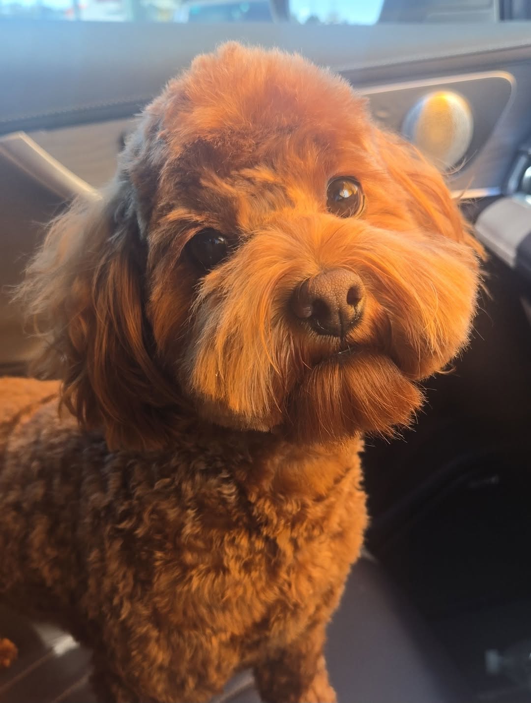 Lost dog