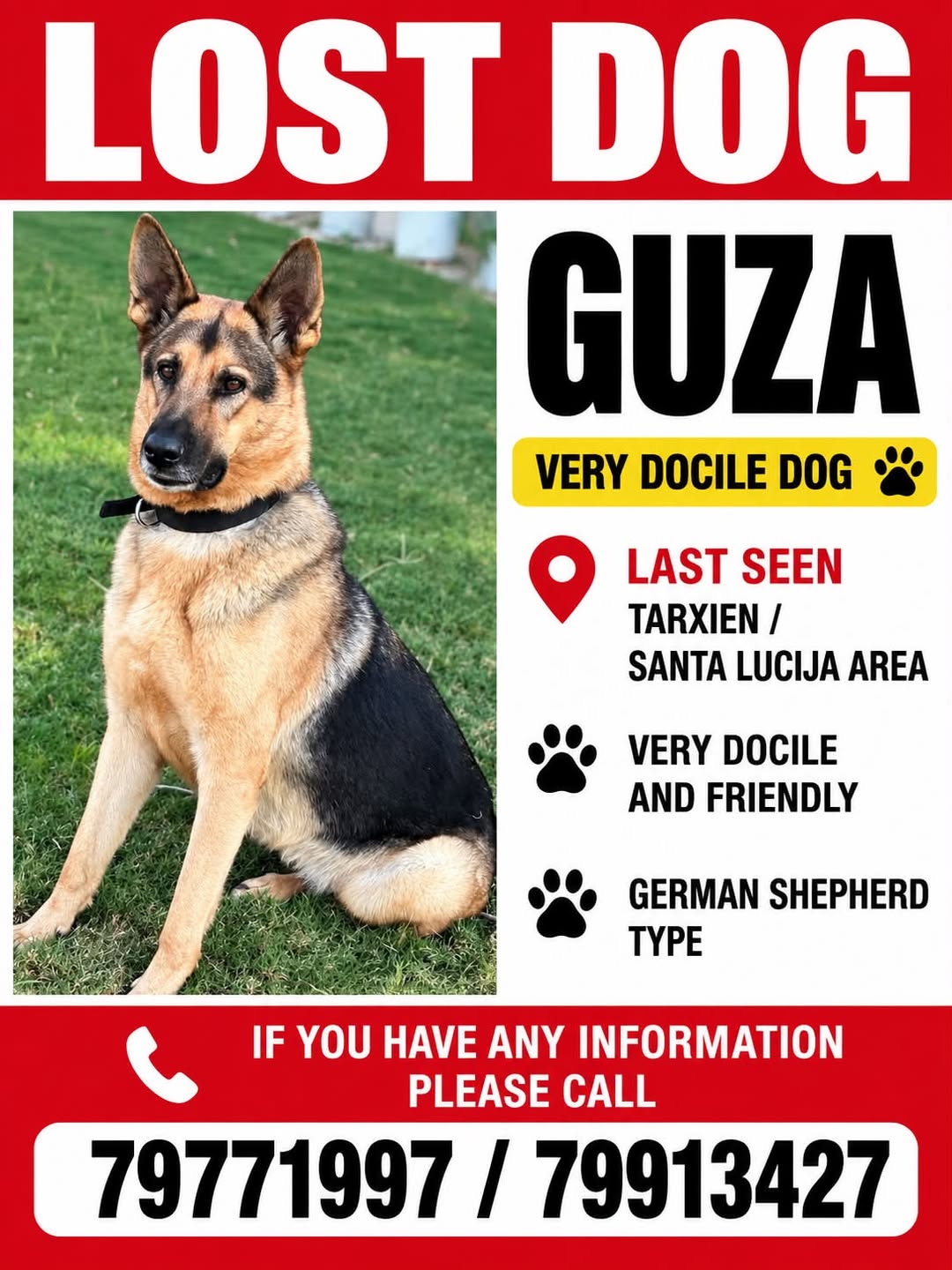 Lost Dog in Tarxien / Santa Lucija Area
