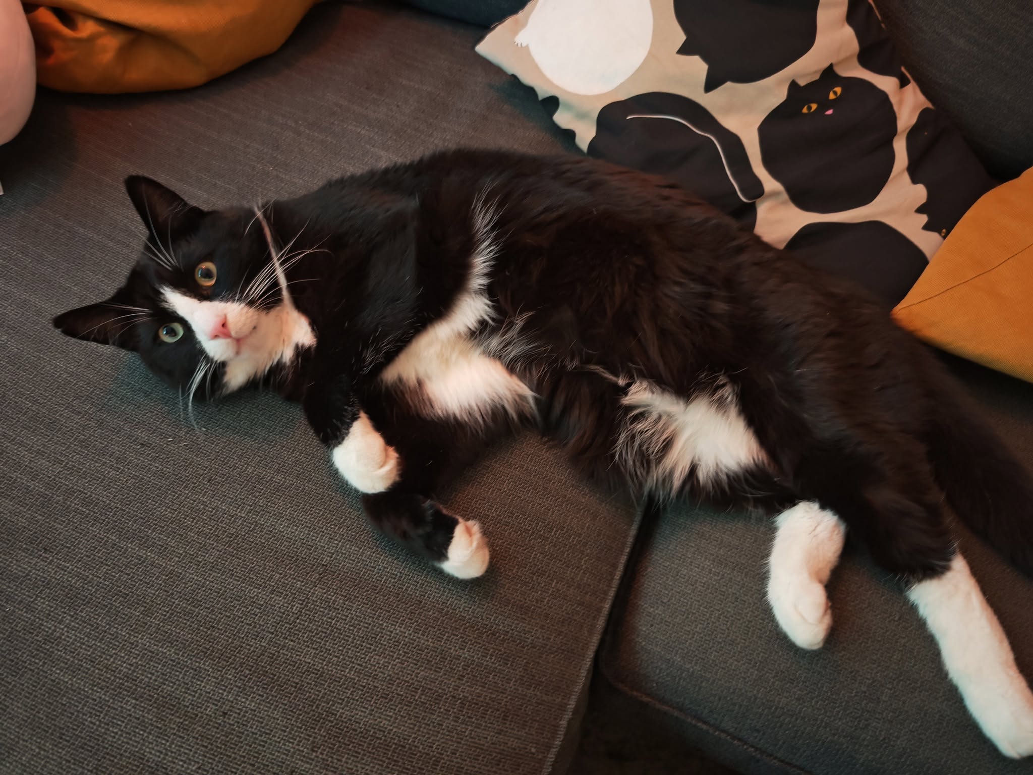 Lost Cat in Oslo