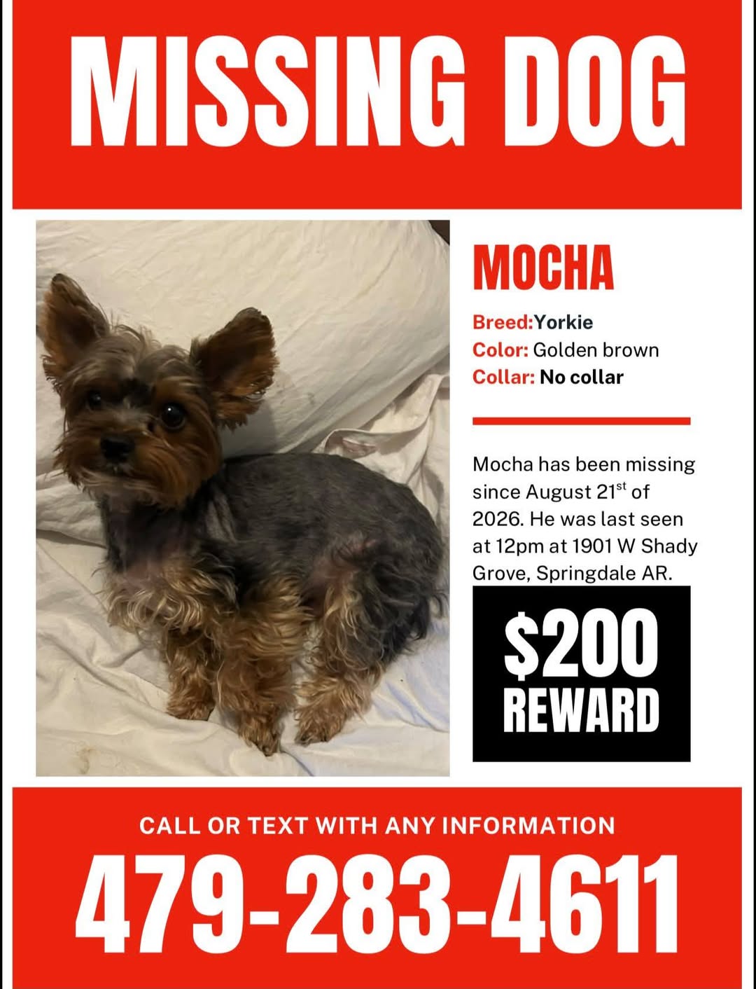 Lost Dog in Springdale