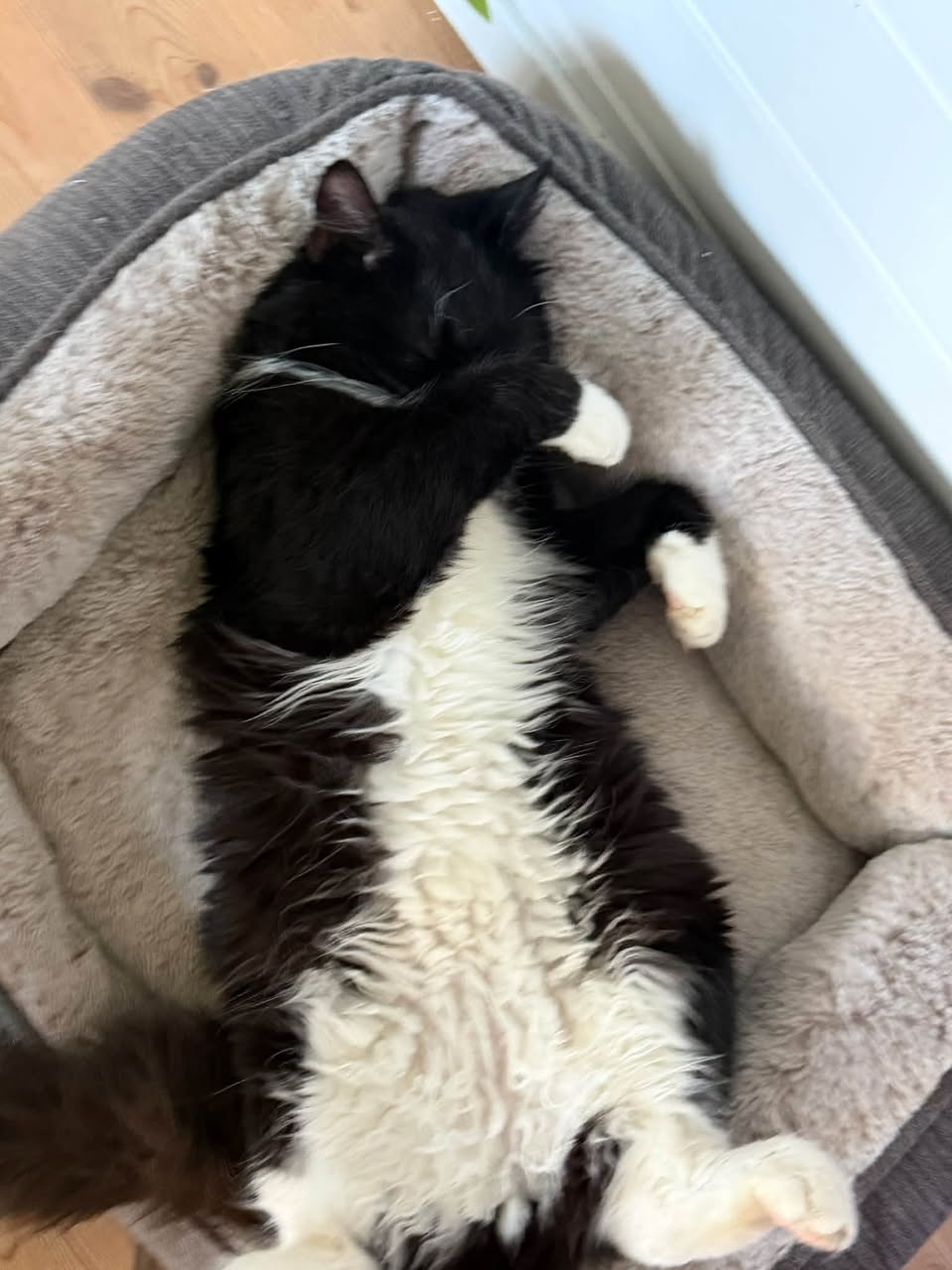 Lost Cat in Seland