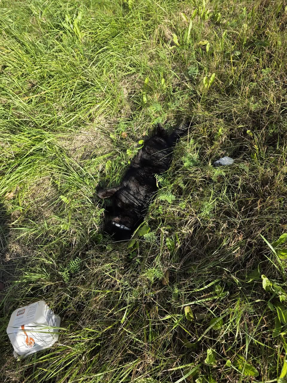 Found cat