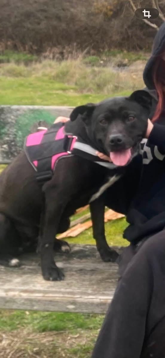 Lost Dog in Ballarat
