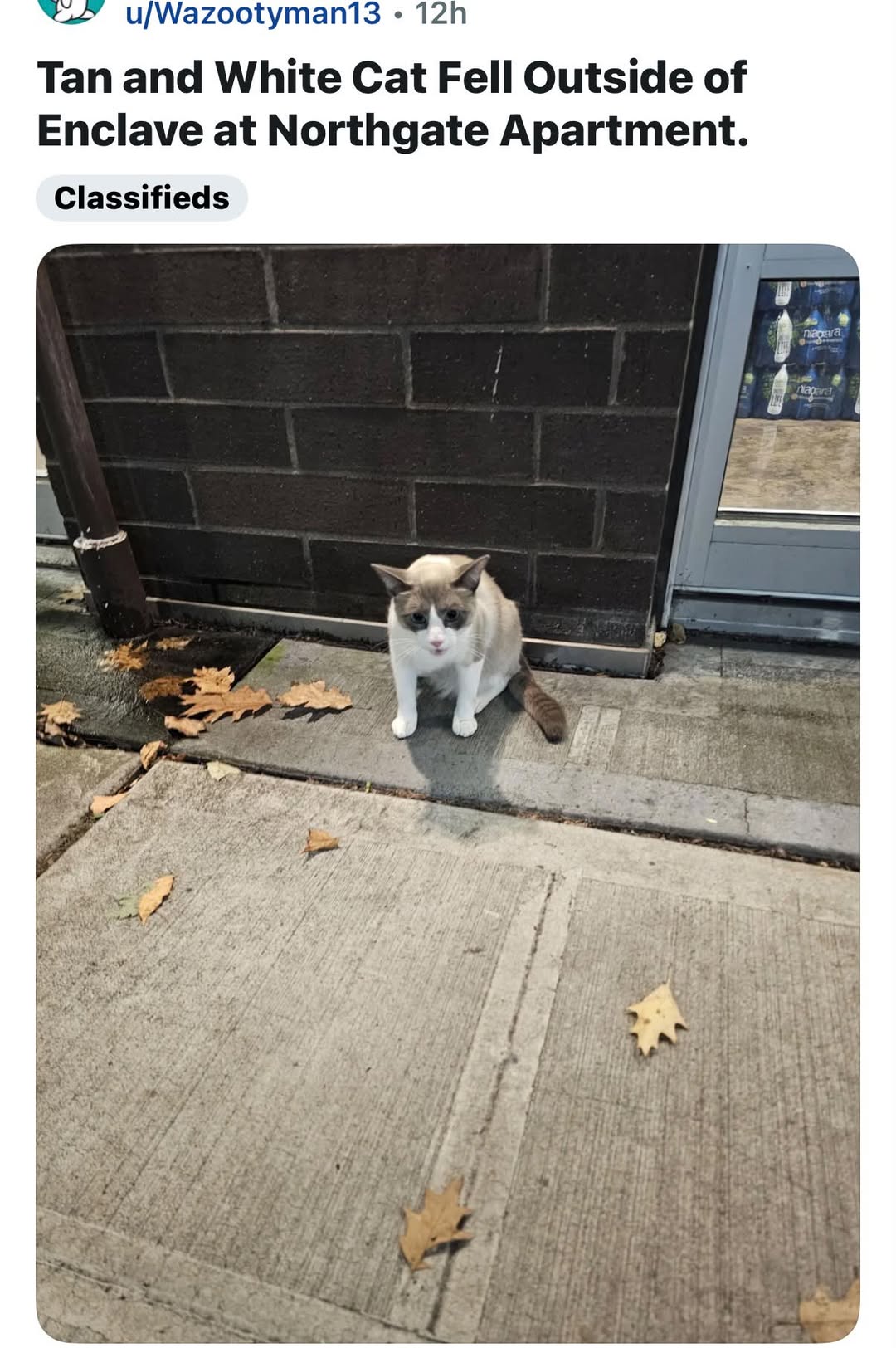 Found cat
