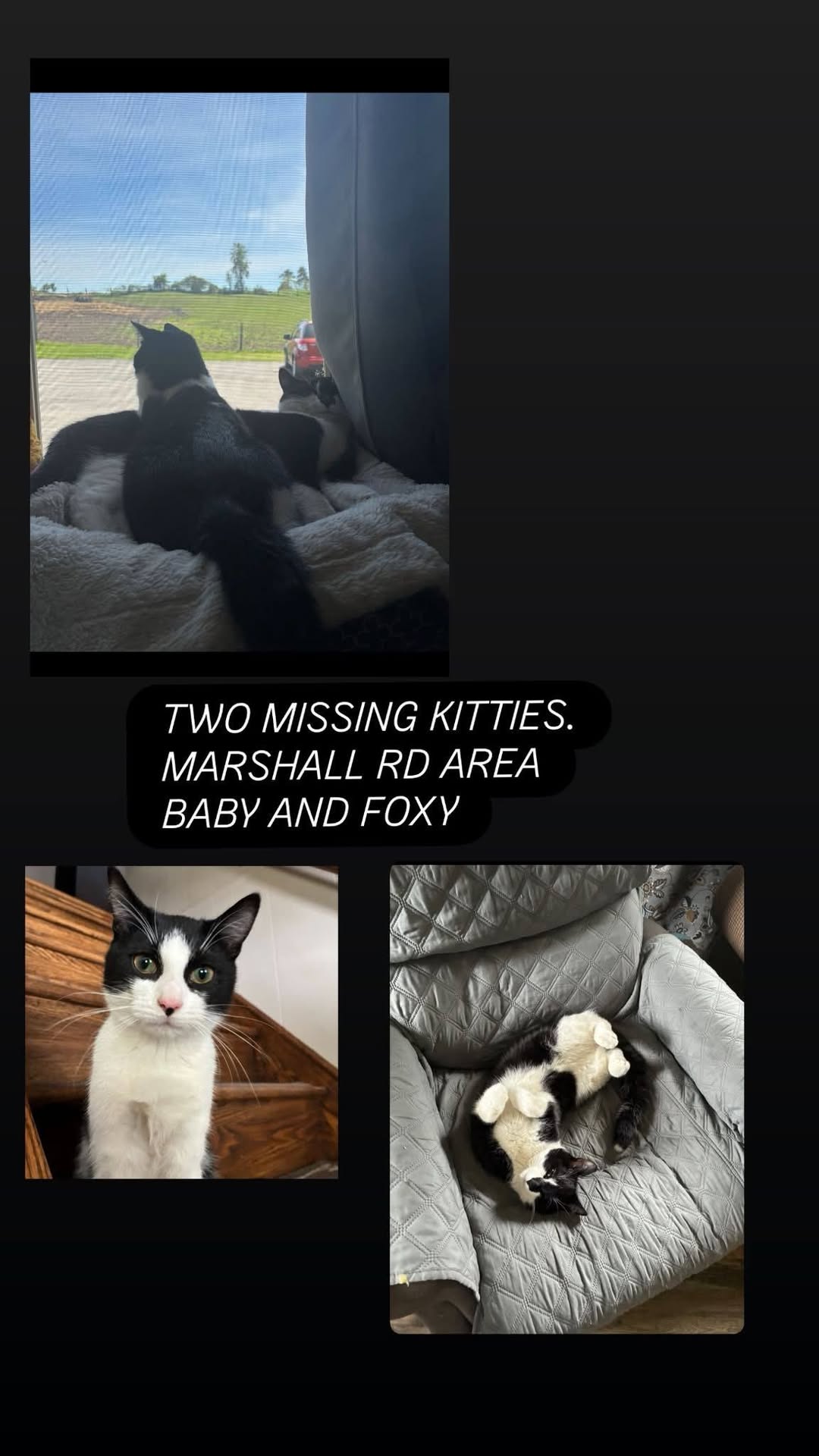 Lost Cat in Midland