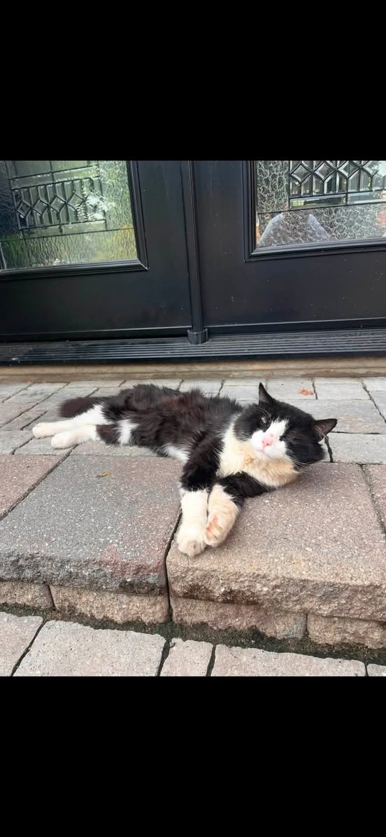 Lost Cat in Ontario