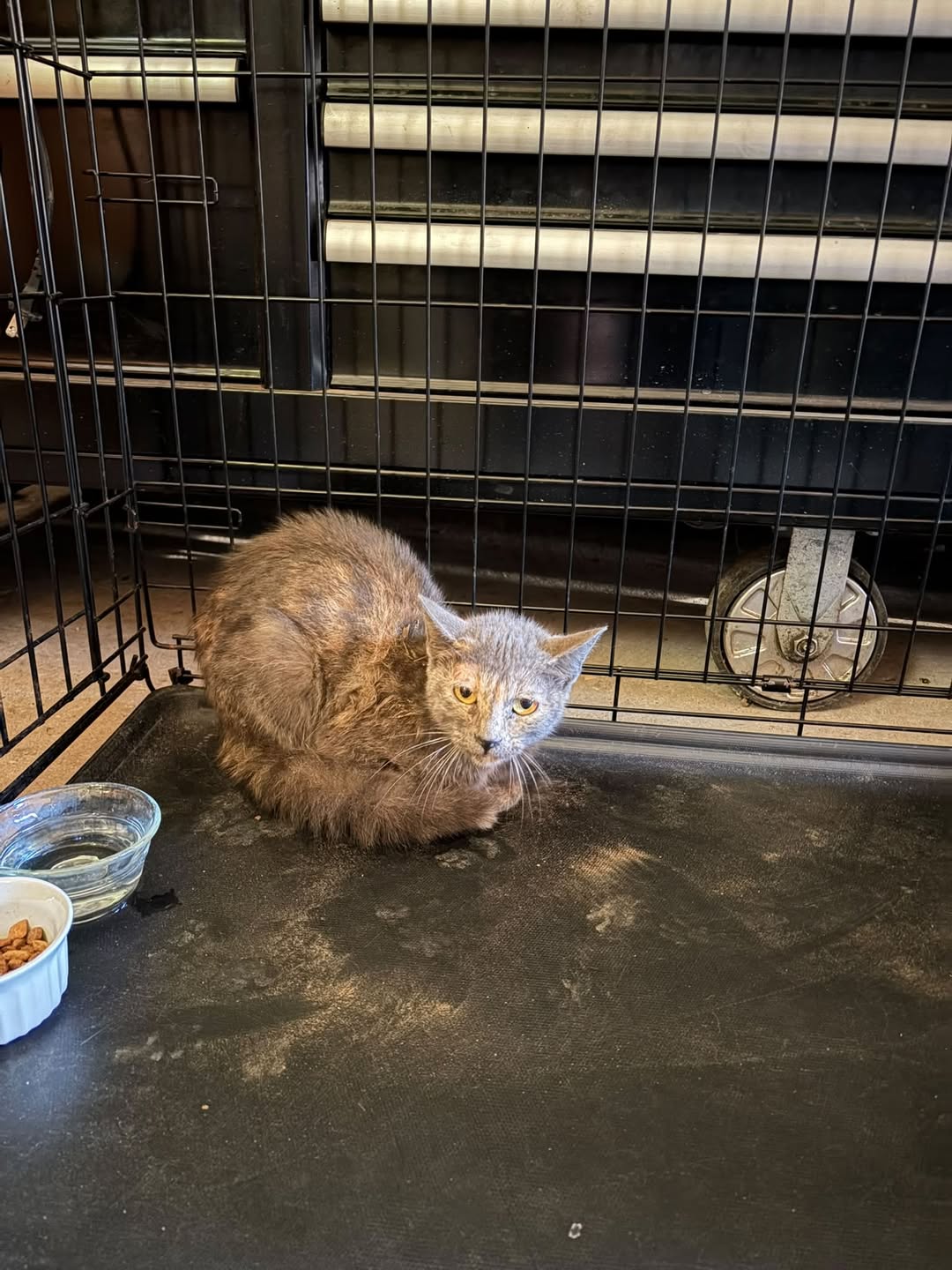 Found cat