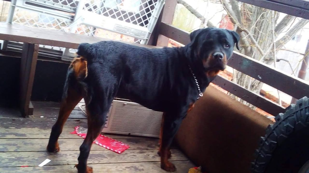 Lost Dog in Ontario
