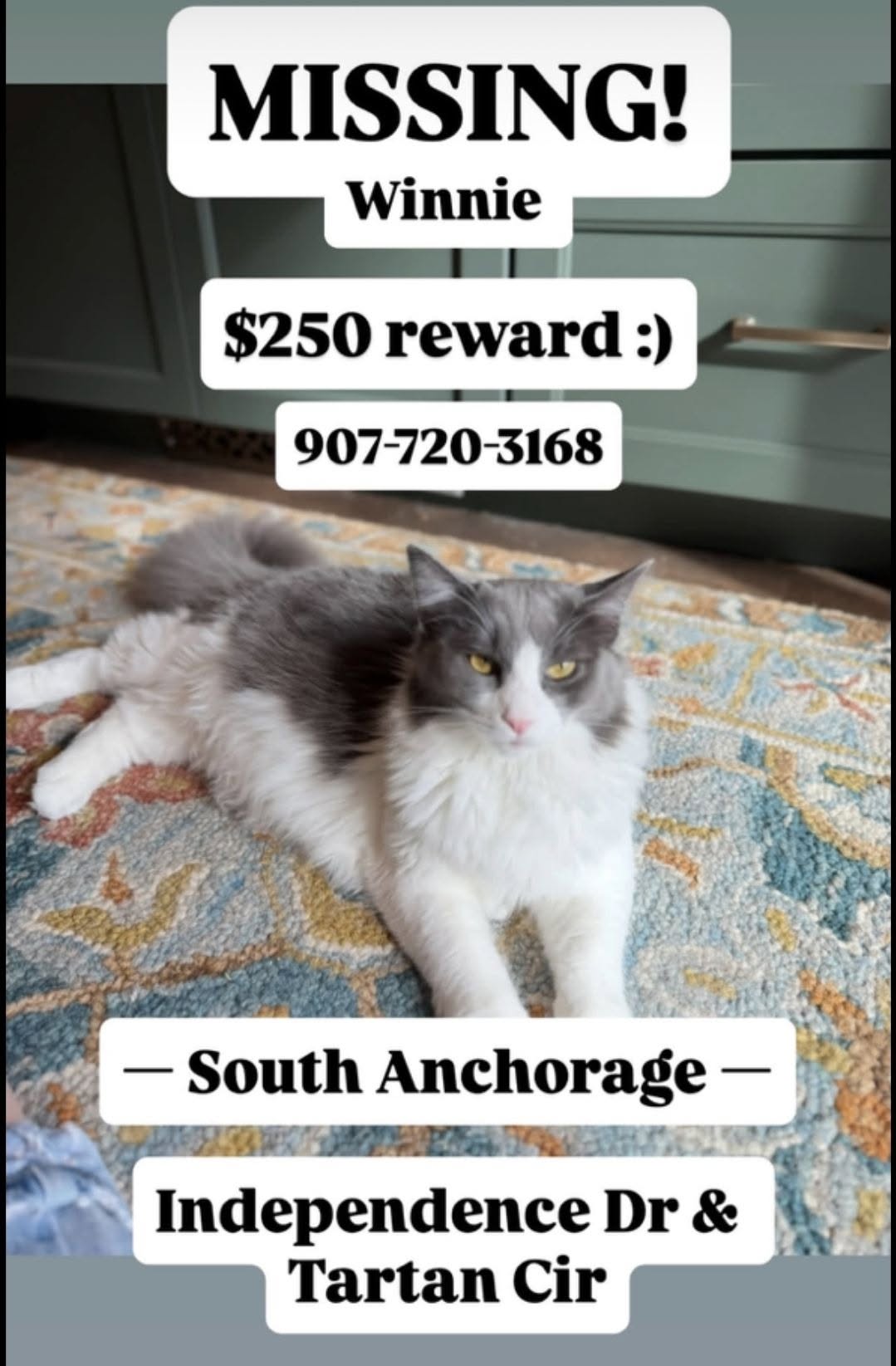Lost Cat in Anchorage
