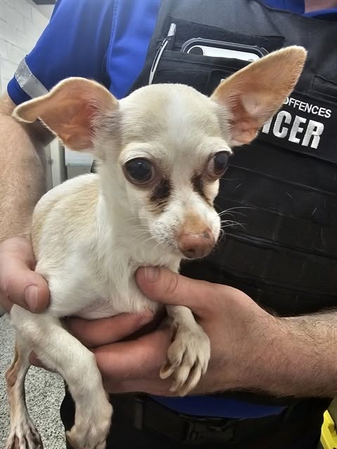 Found dog