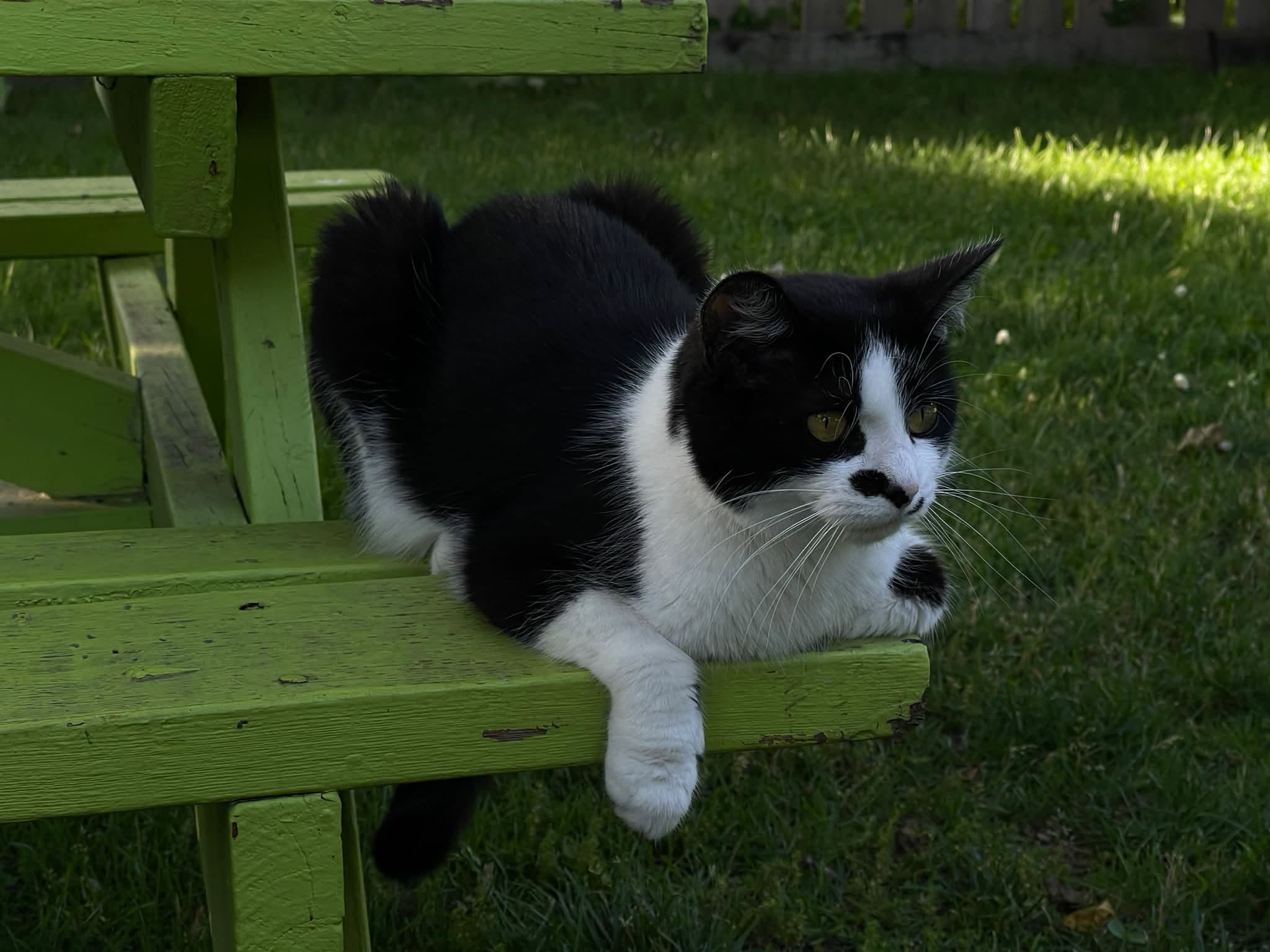 Lost Cat in East End Villages