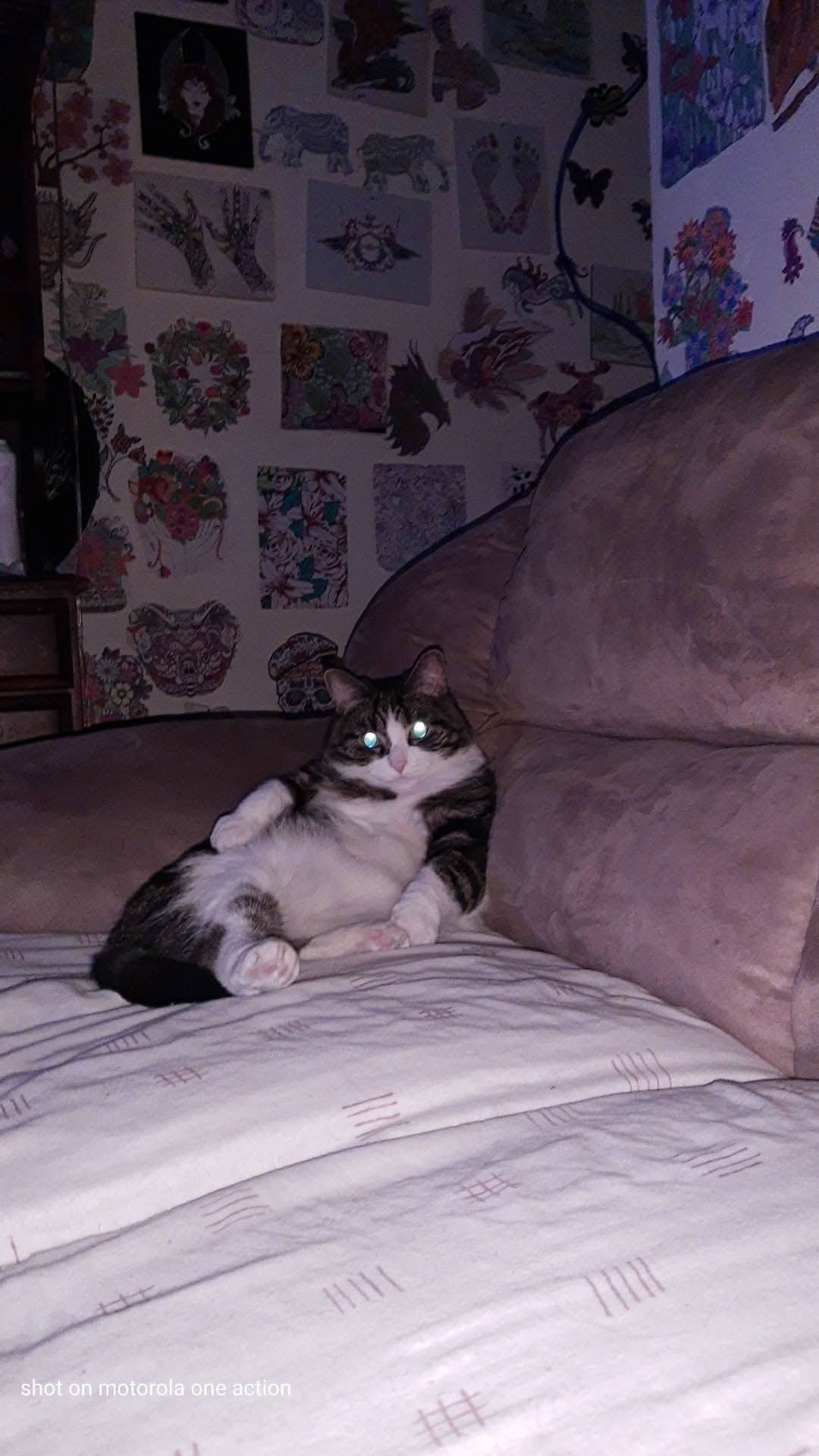 Lost Cat in Hamilton