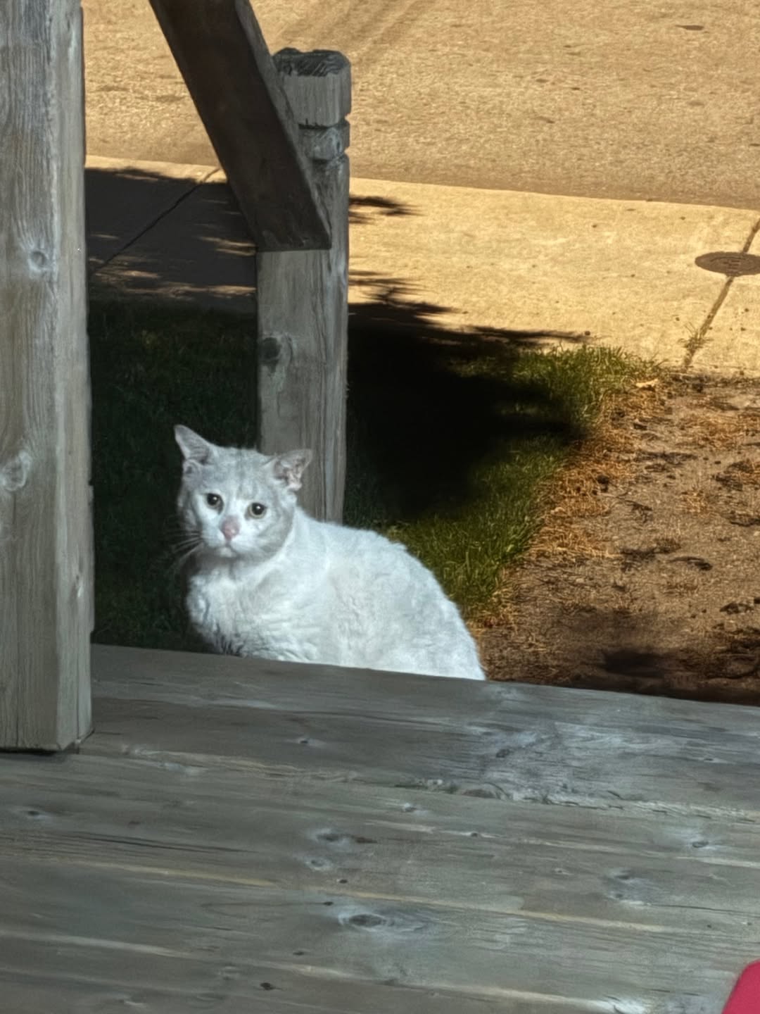 Found cat