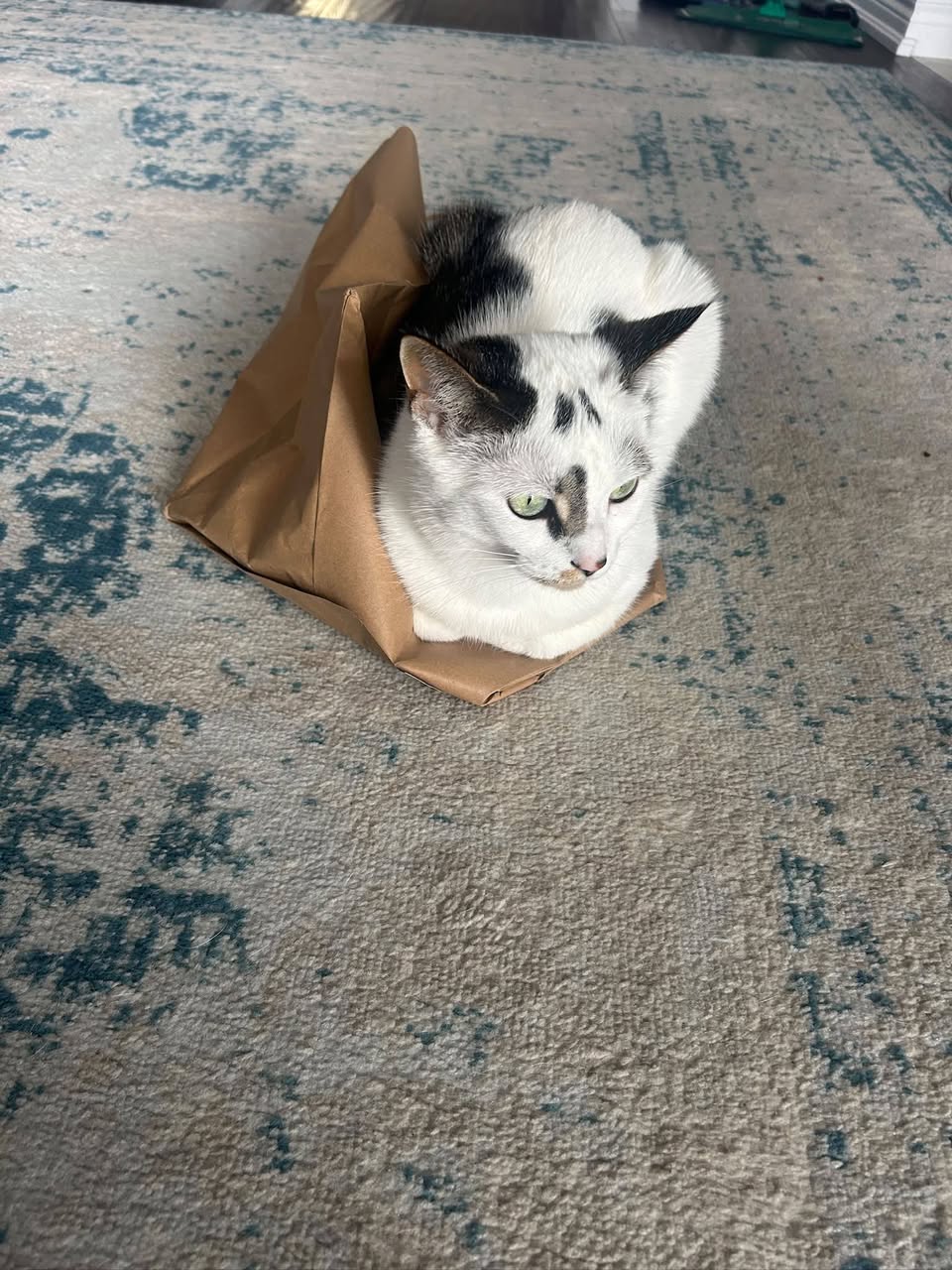Lost Cat in Ontario