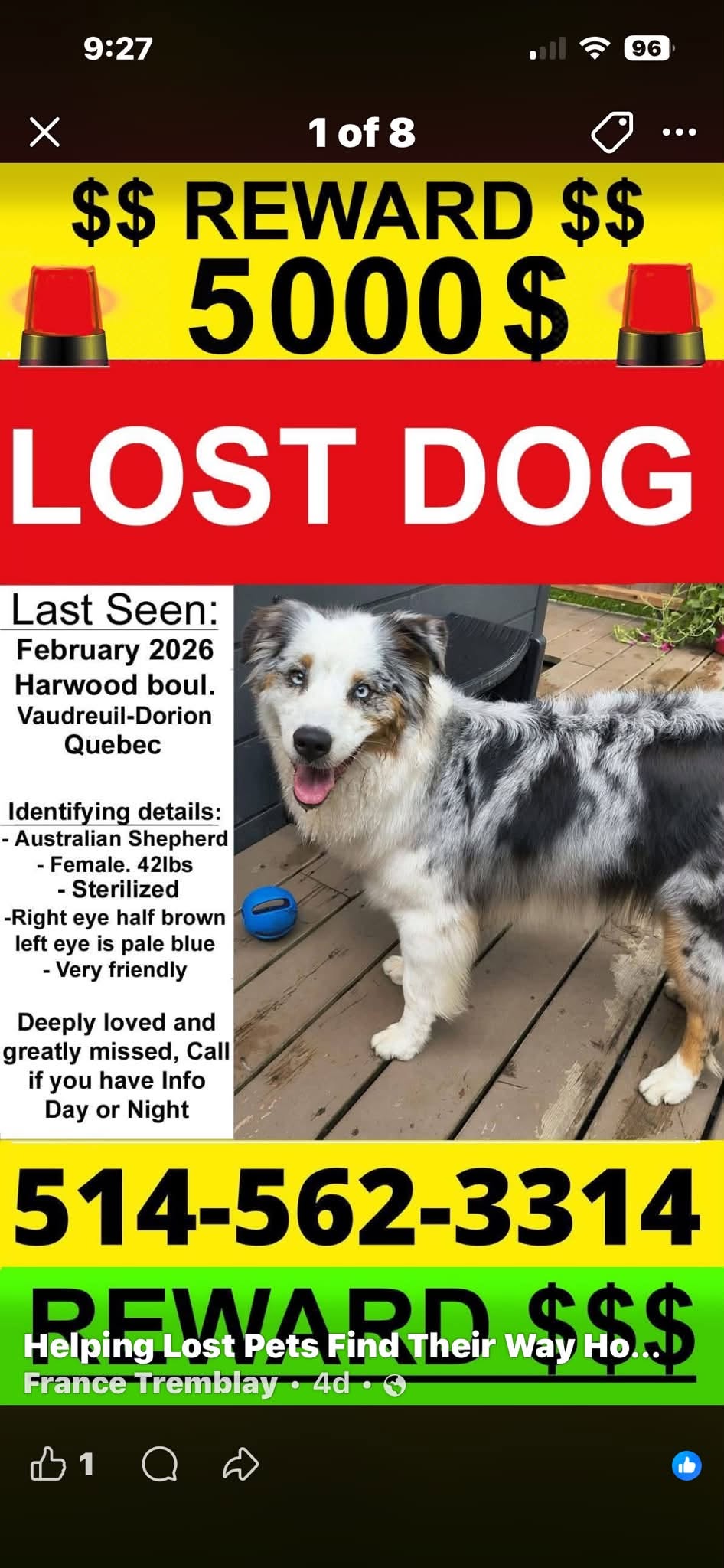 Lost Dog in Vaudreuil-Dorion