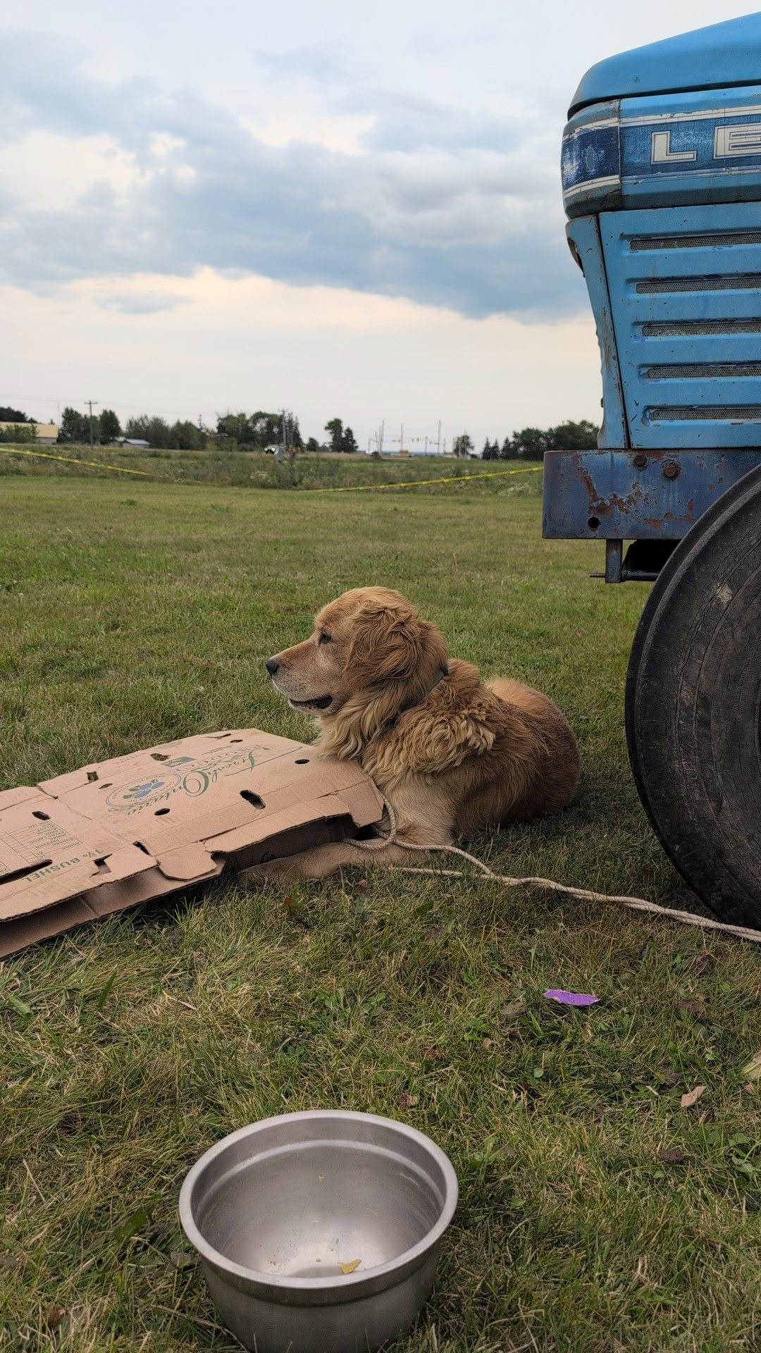 Found dog