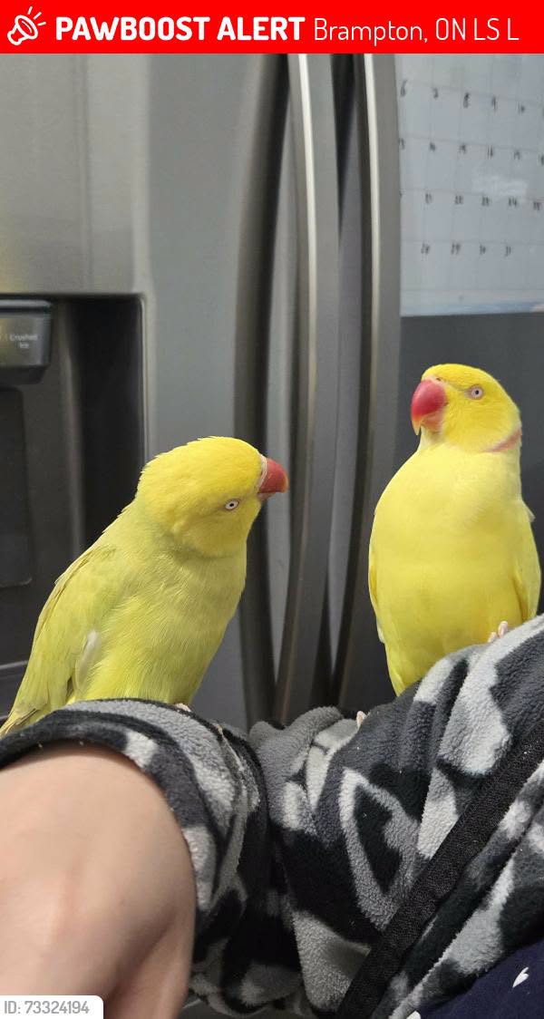 Lost Bird in Lawndale Cres