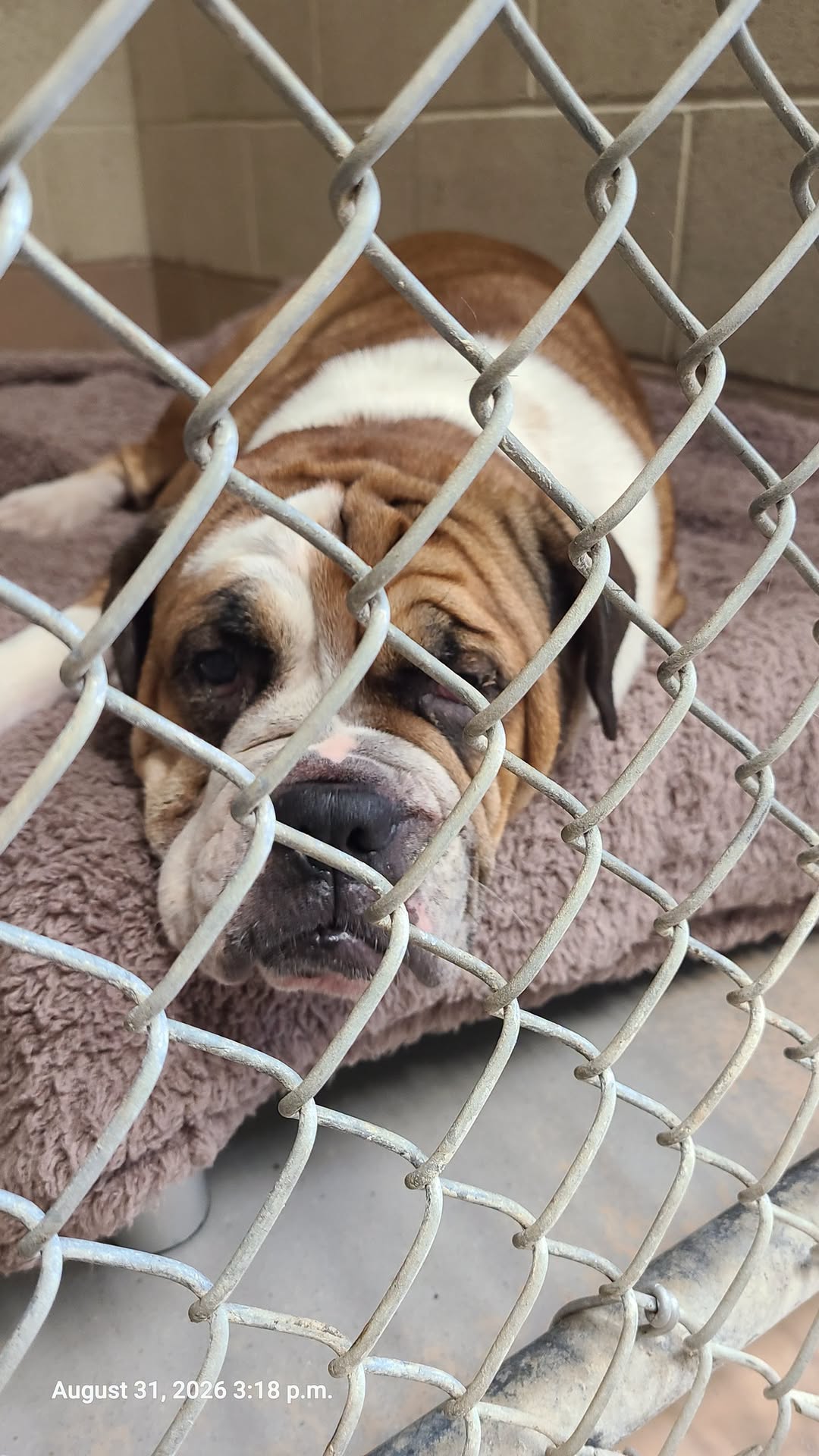 Found dog