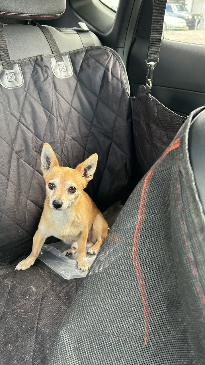 Found dog