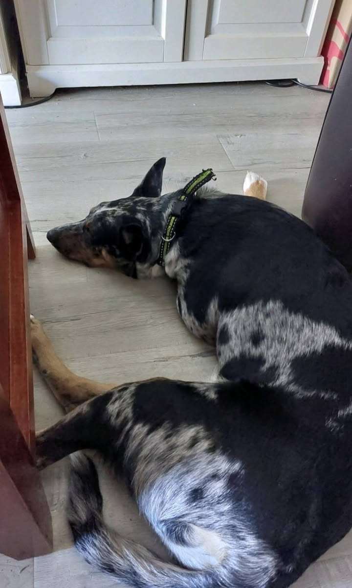 Lost dog