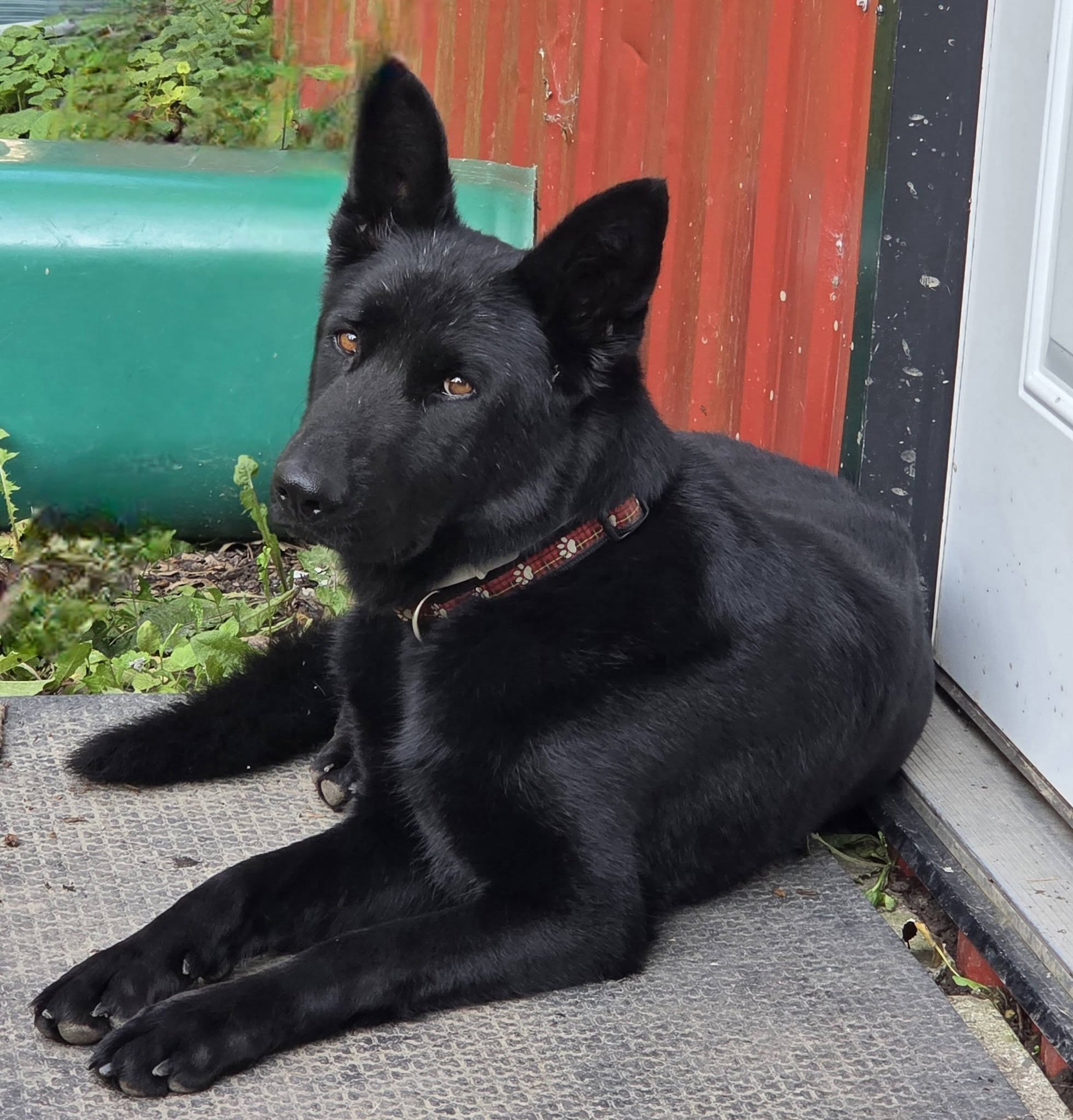Found Dog in Stevensville