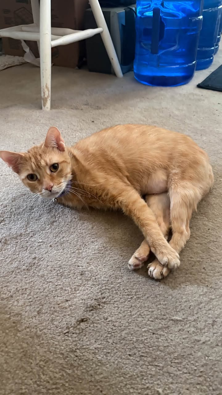 Lost cat