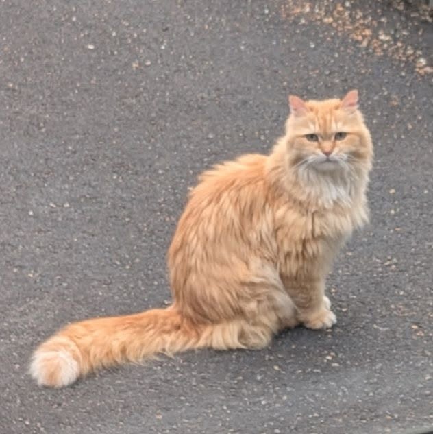 Found cat