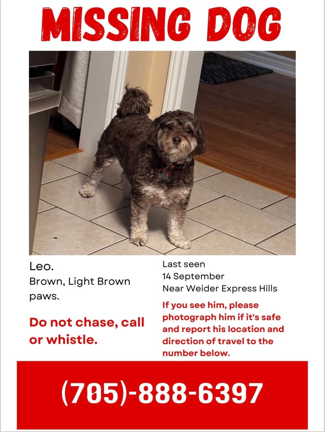 Lost Dog in Weider Express Hills