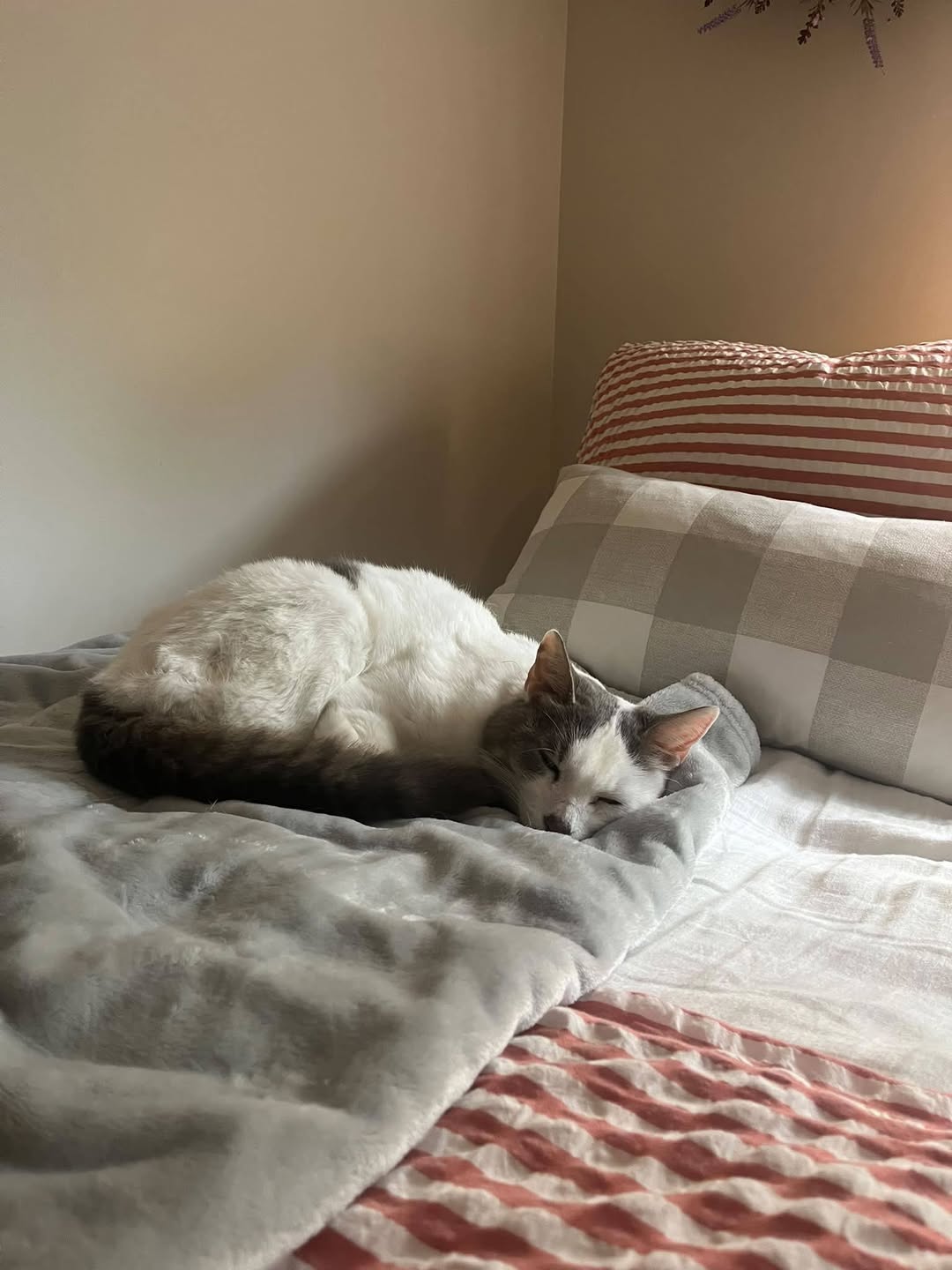 Lost cat