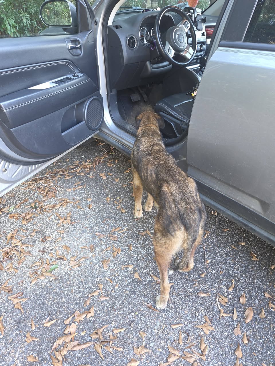 Found dog