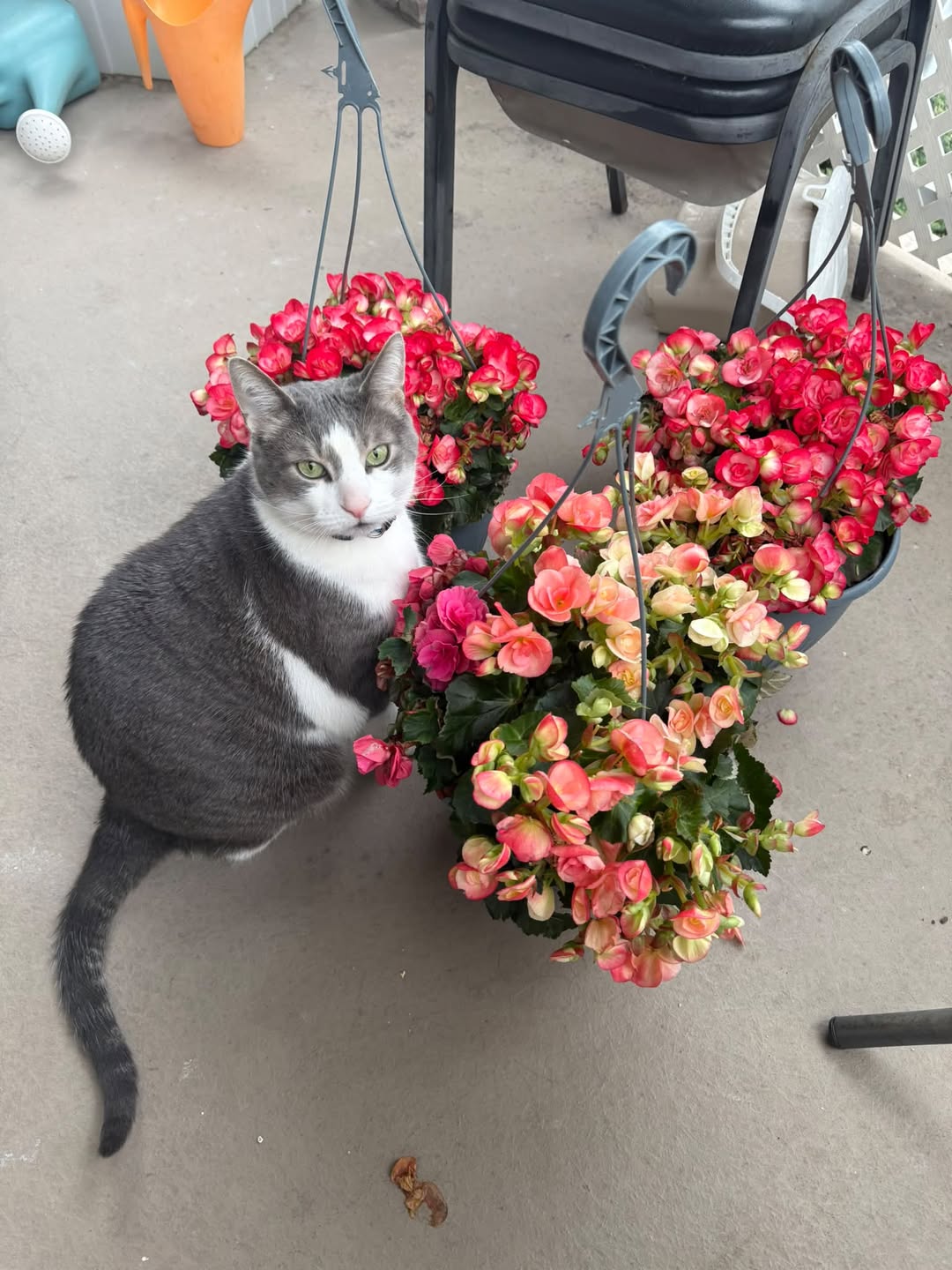Lost Cat in LaSalle