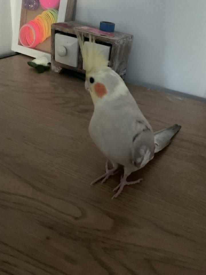 Lost Bird in Ballarat