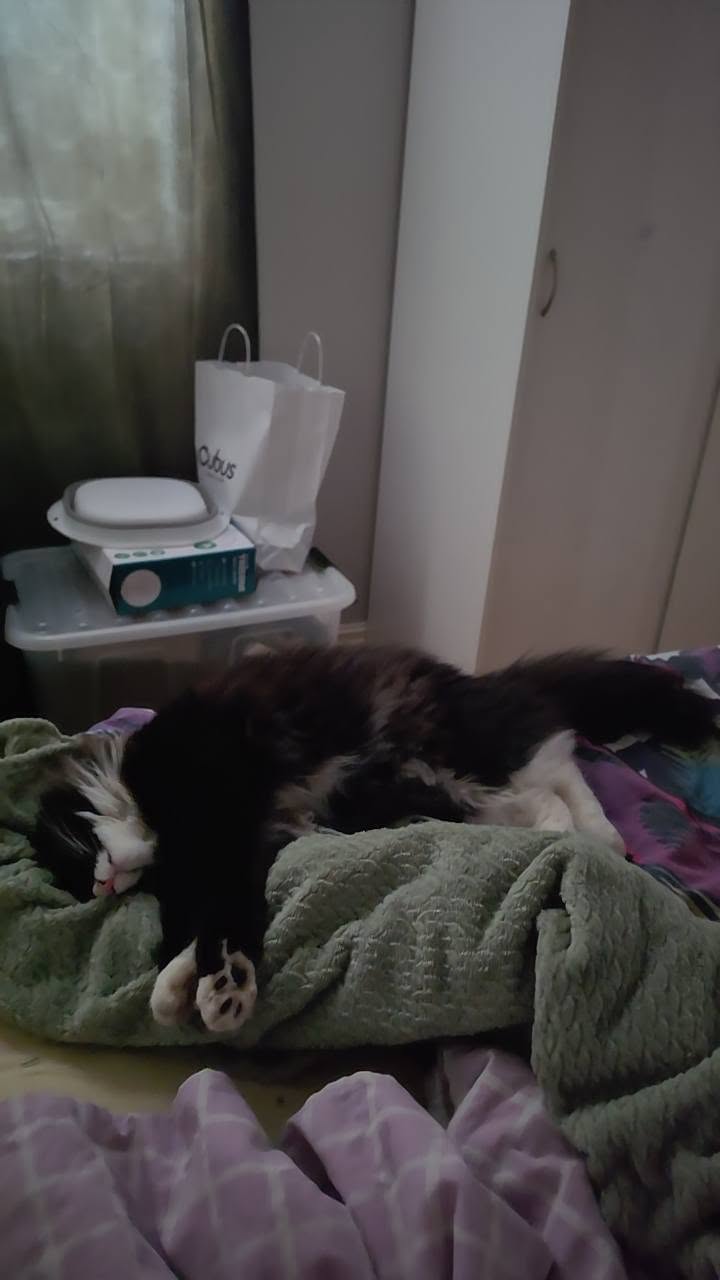 Lost Cat in Norway