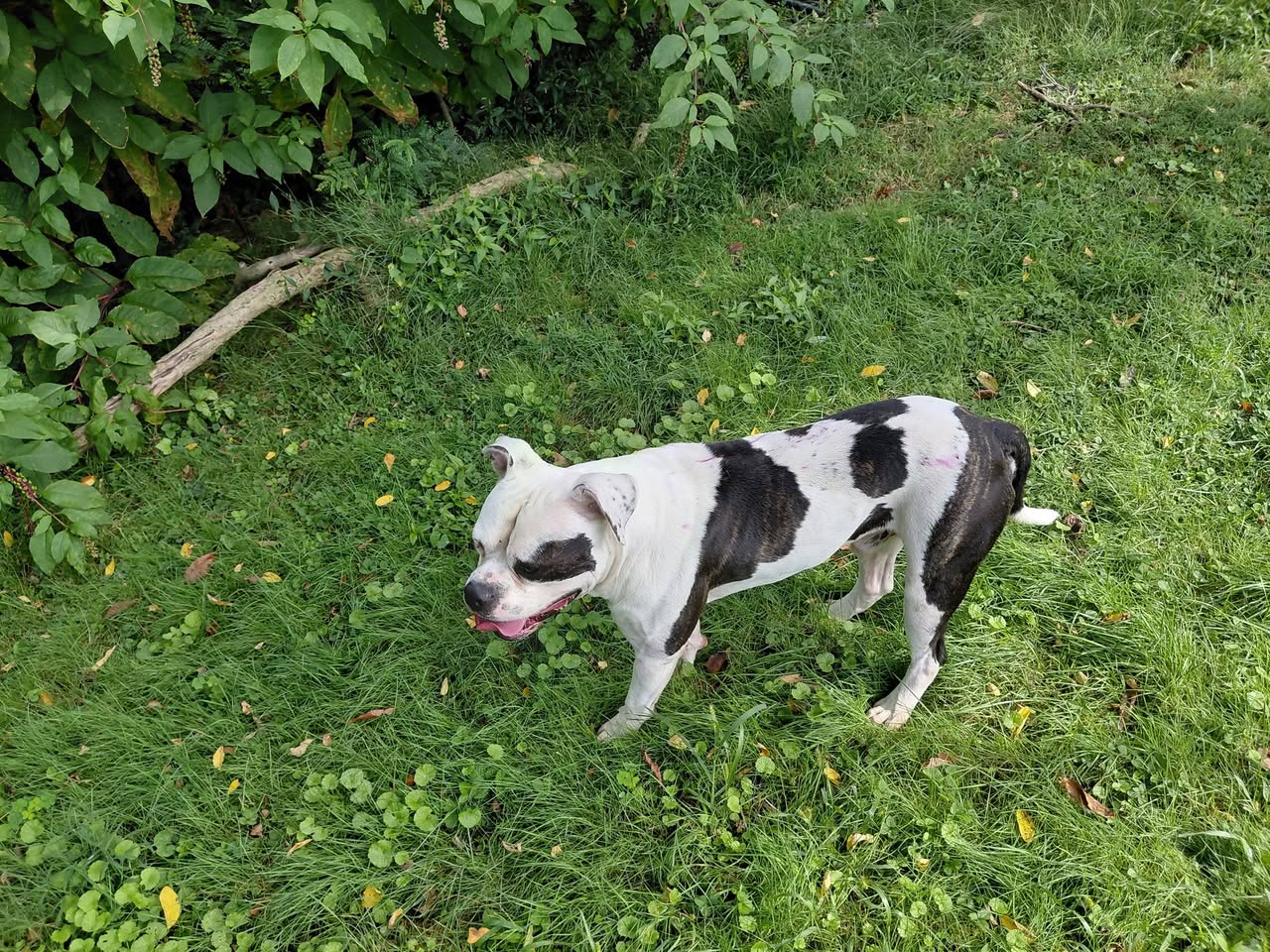 Found Dog in McKees Rocks