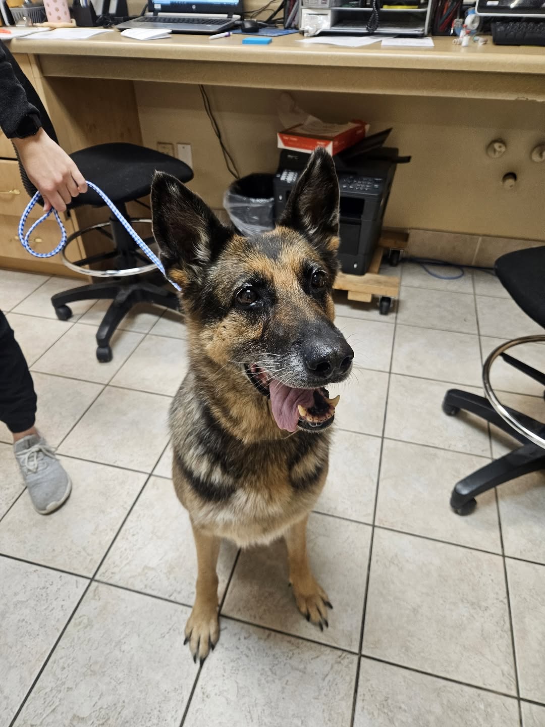 Found Dog in Campbellville