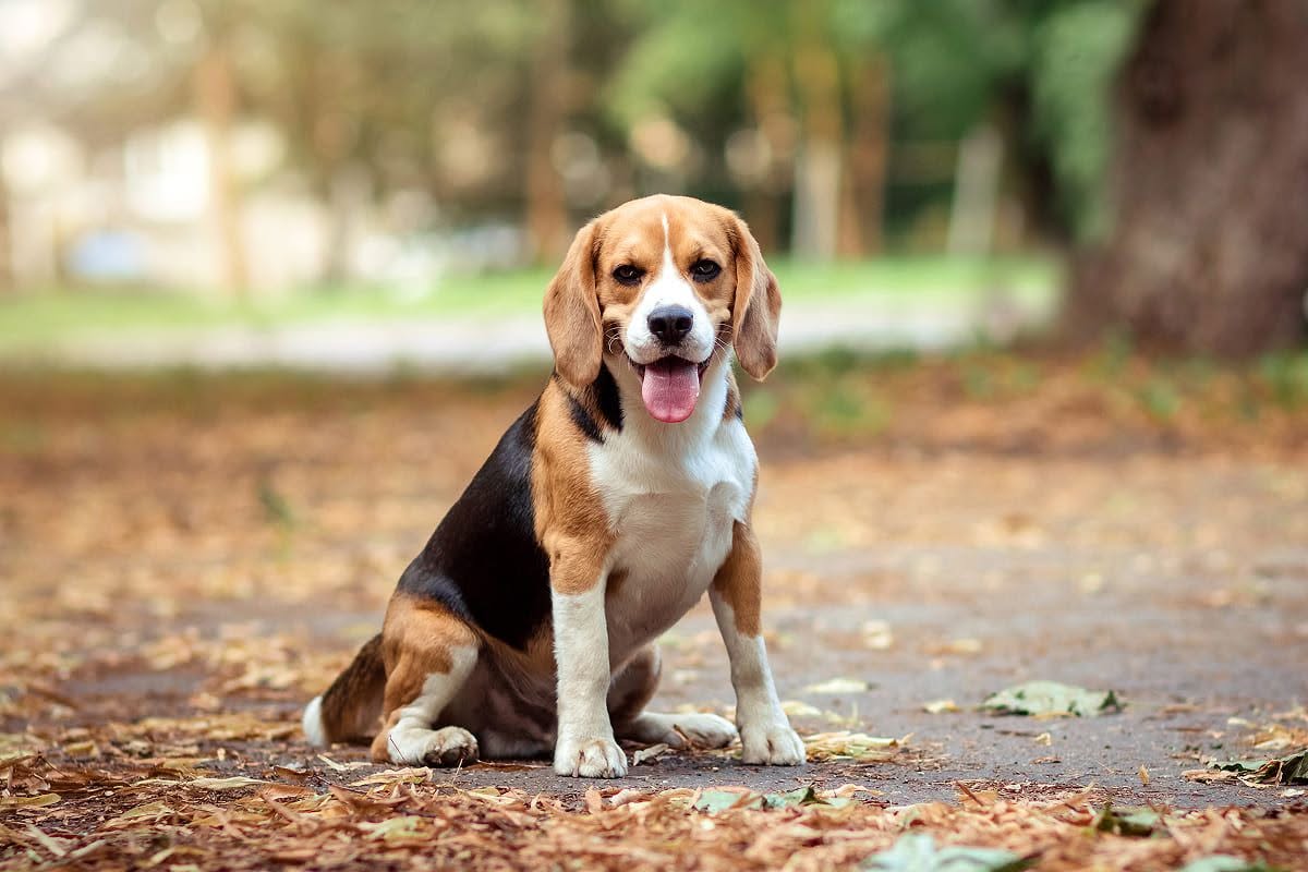 Found Dog in Marsalforn