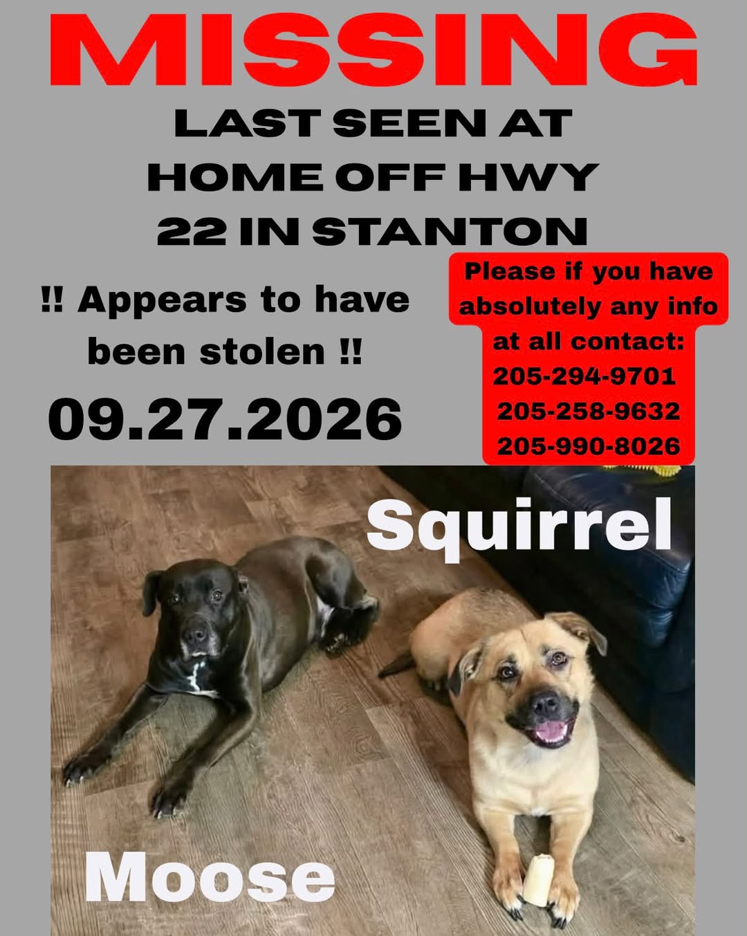 Lost Dog in Stanton