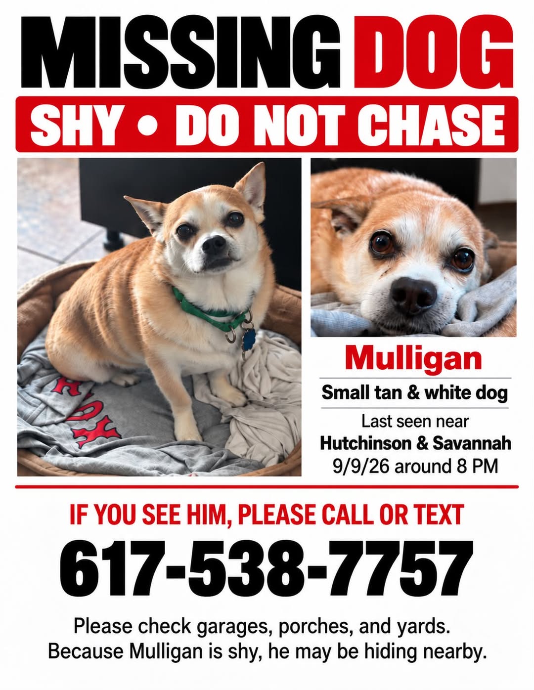 Lost Dog in Pittsburgh