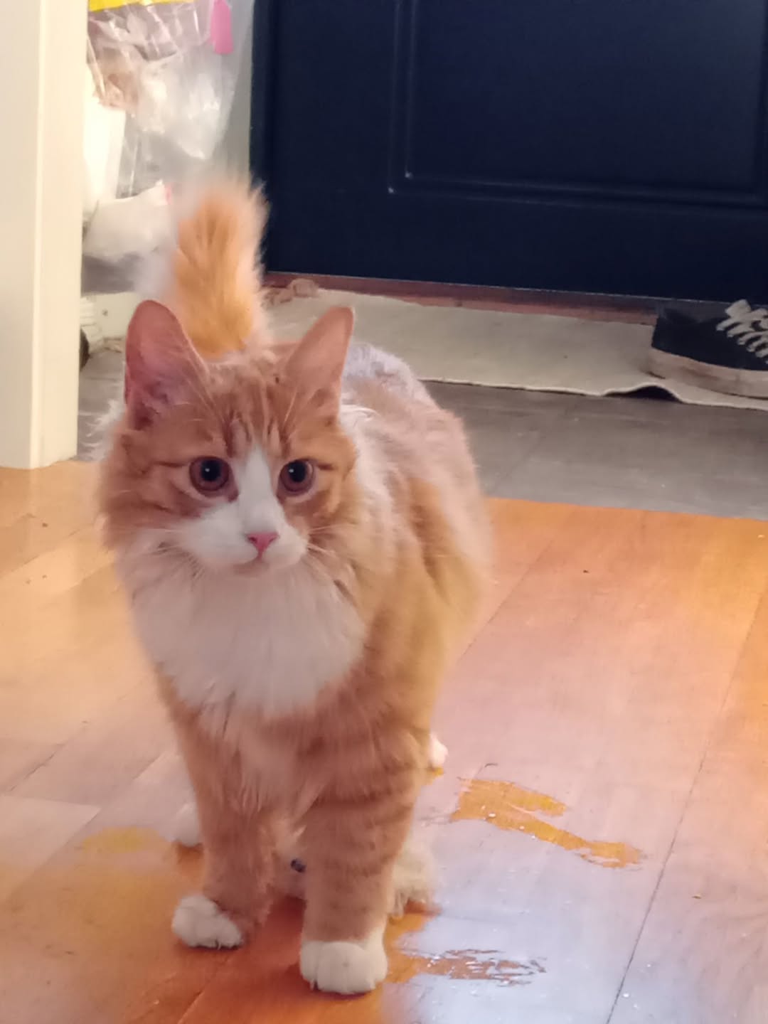 Lost Cat in Sandefjord