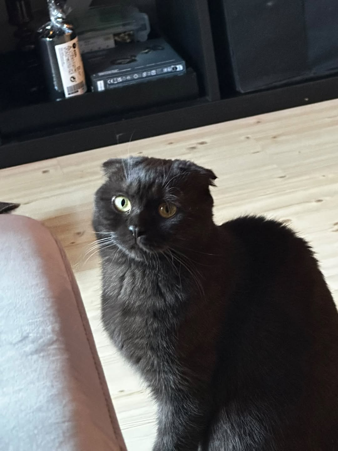 Lost Cat in Norway