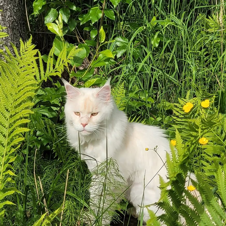 Lost Cat in Murillo
