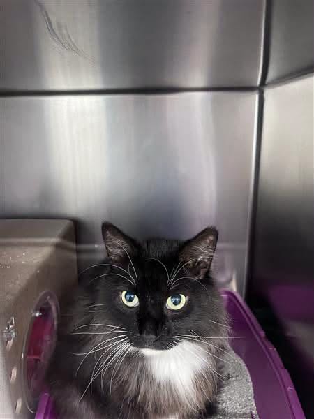 Found cat