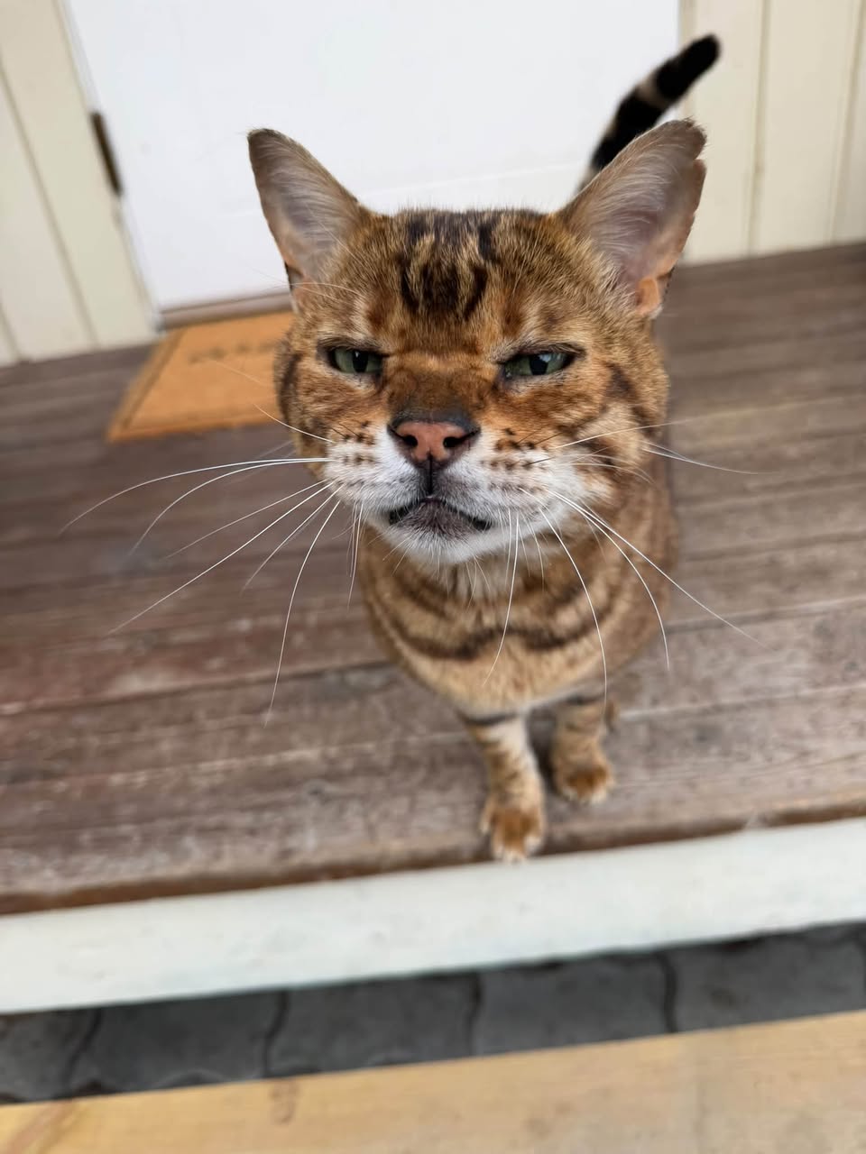 Found cat