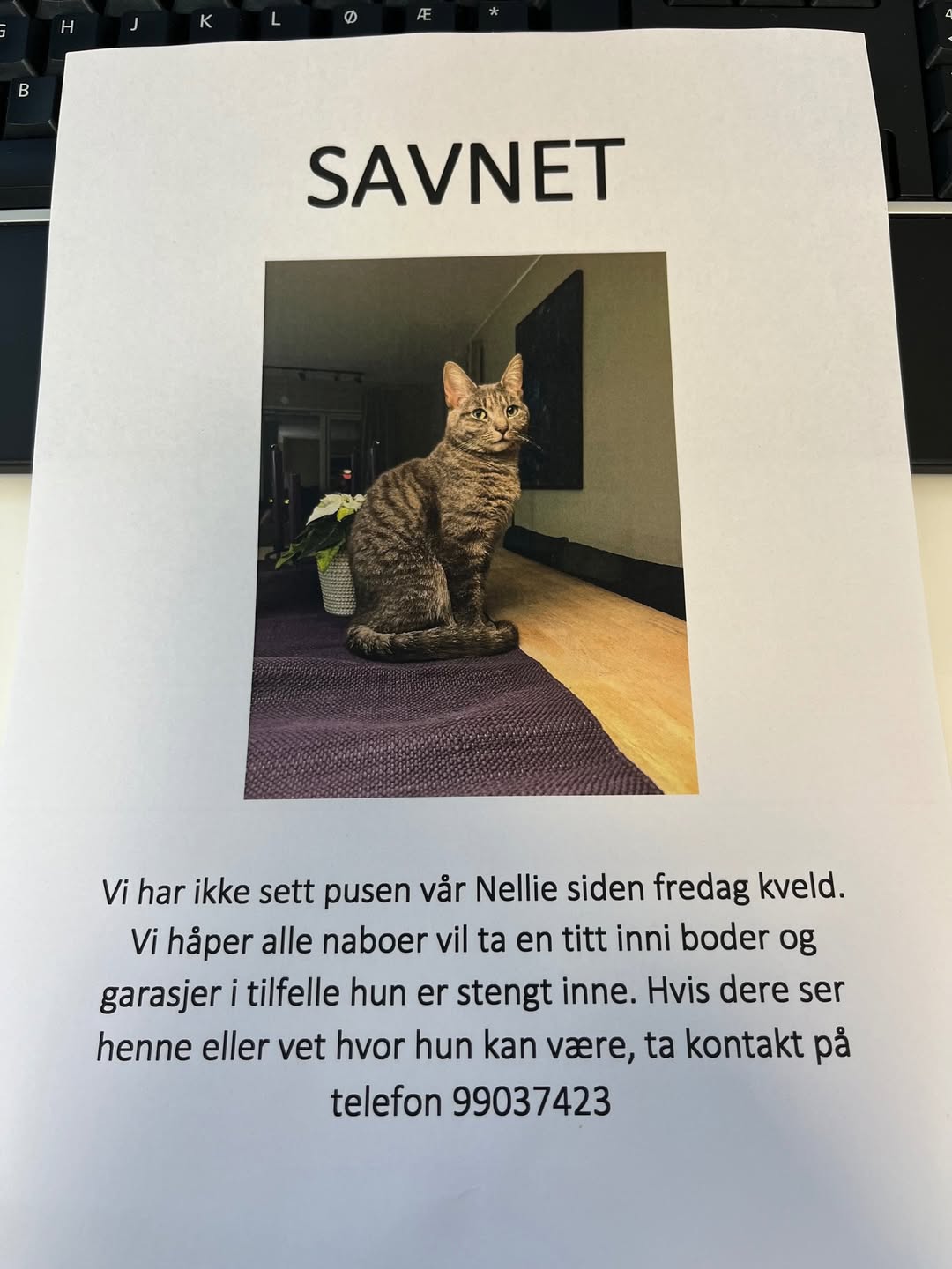 Lost Cat in Ski
