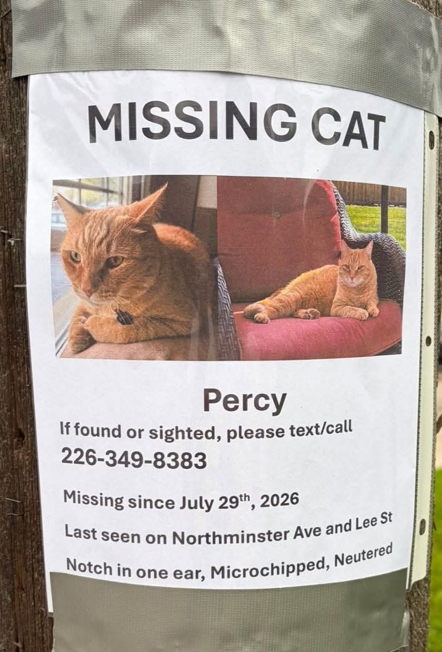 Lost Cat in Ontario
