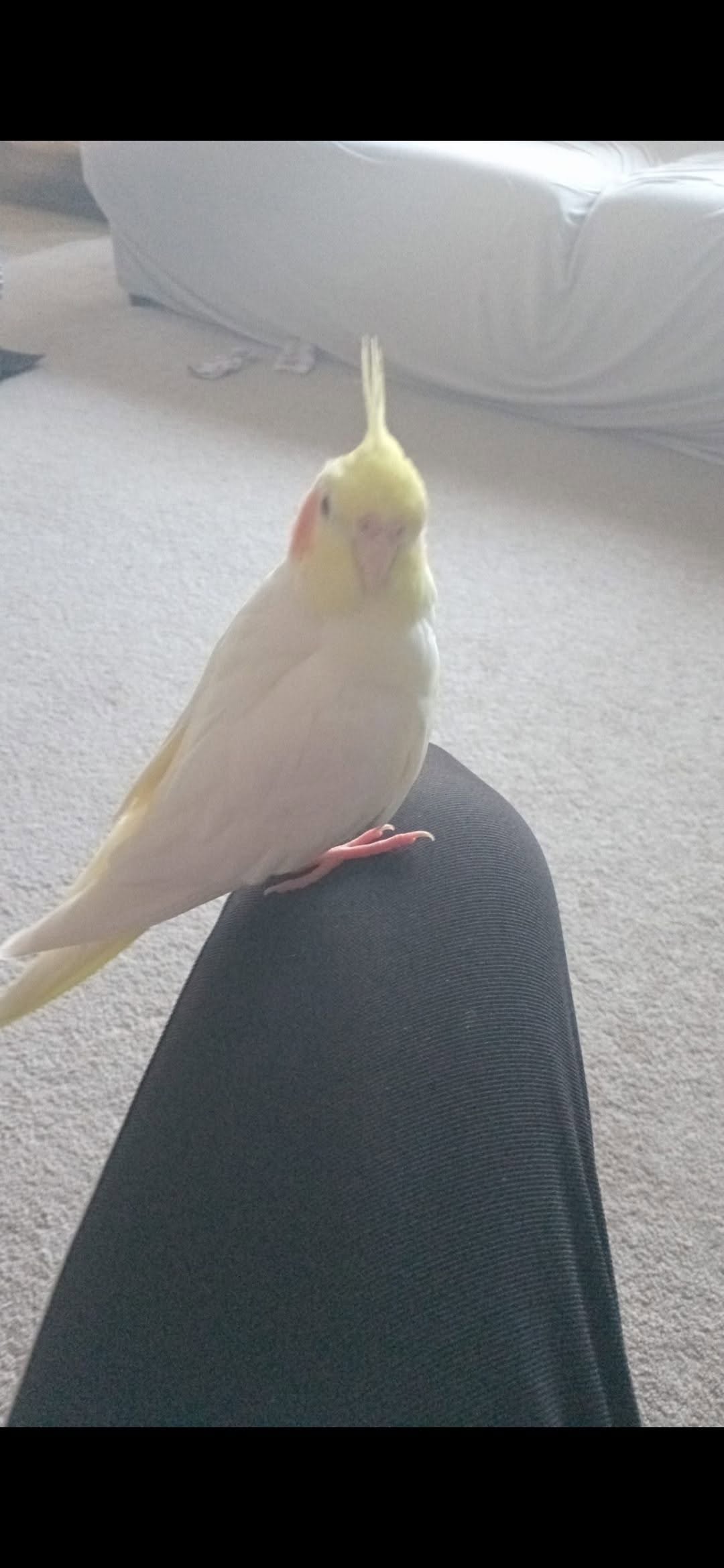 Lost Bird in Milton