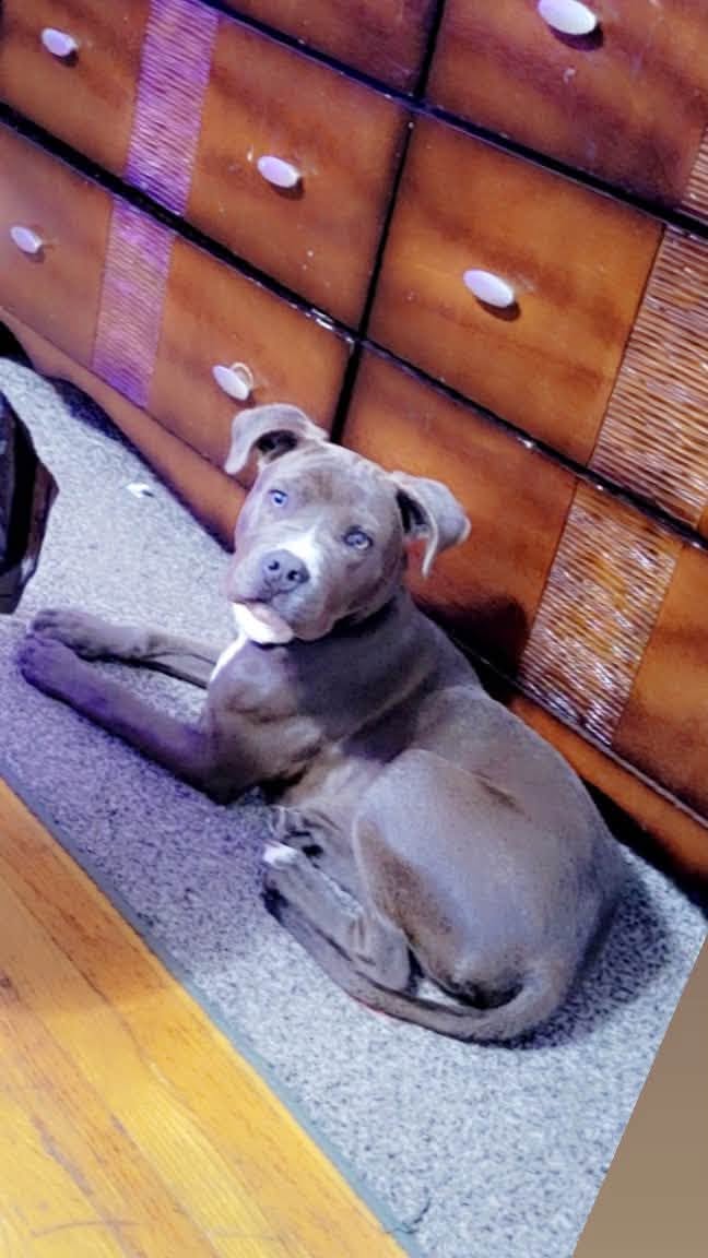 Lost Dog in Pittsburgh