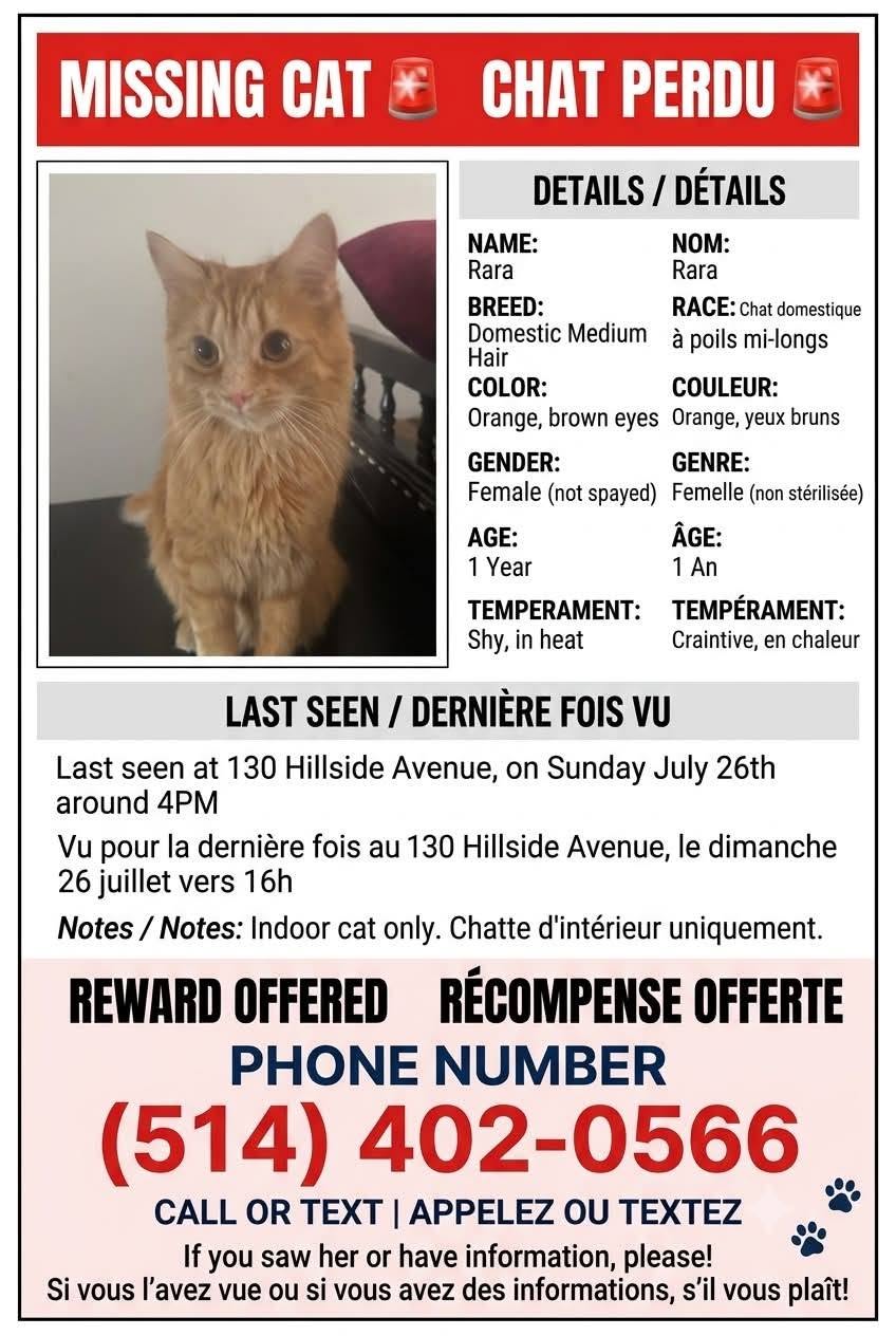 Lost Cat in Montreal