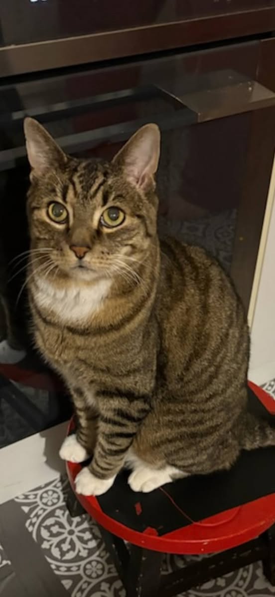 Lost cat