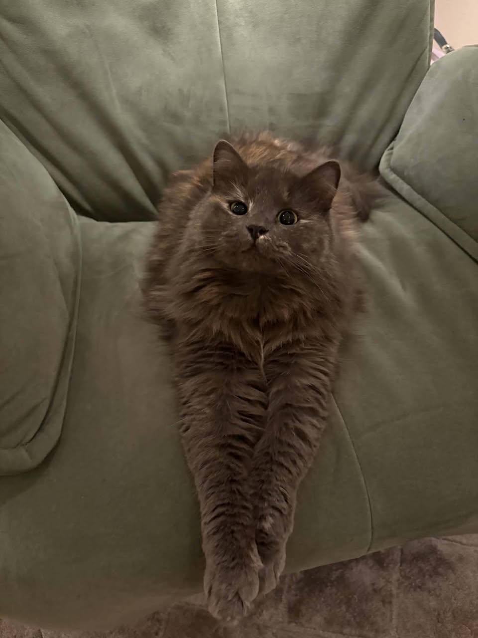 Lost Cat in Billingstad